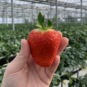 [시즌 한정] 크기도 왕! 맛도 왕! 논산 킹스베리