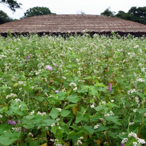 제주도 3일 여름 vol.2 여름꽃축제 #대한항공#랜딩관신화월드#렌터카#카멜리아힐 티켓