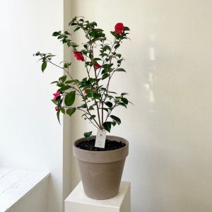 동백나무 중형 동백꽃 이태리토분 플랜테리어 개업 승진, 숲속SOOPSOK