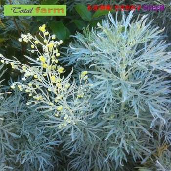 (잔디대체 씨앗) <b>아이리쉬</b><b>모스</b> (Irish Moss) 50립