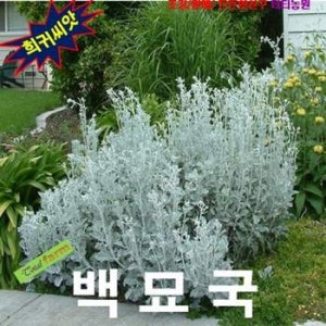 (씨앗나라) 설화 백묘국(Dusty Miller) 씨앗25립