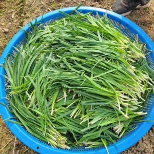 [2월2일 순차출고] 사위도 안준다는 우리땅 토종 초벌부추