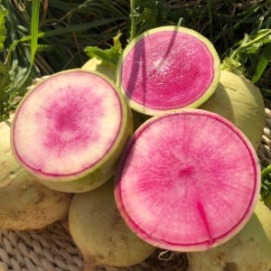 과일처럼 달콤~한 알록달록 제주 수박무