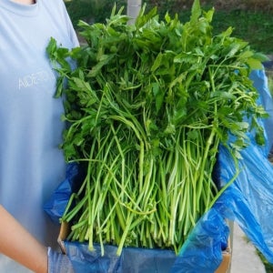 향긋한 노안 돌미나리 1kg