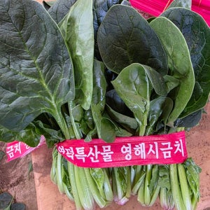 [밋앤밀] 국내산 산지직송 포항 영해초 단 시금치 3단(900g 내외)