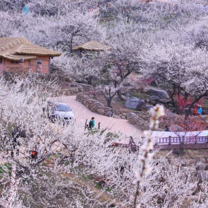 광양 1일 #KTX#봄꽃#광양매화축제#청매실농원#섬진강#전주한옥마을