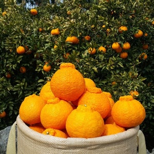 제주 한라봉 3kg