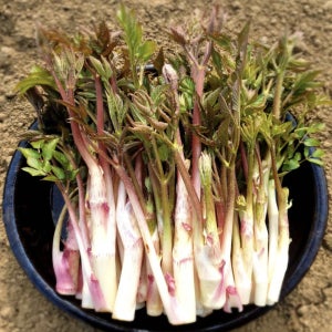 향이 진한 무농약 햇 땅두릅 300g