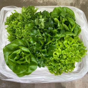 무농약 유럽 샐러드 채소 4종 1kg