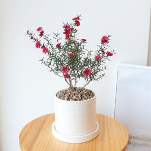 🌷 호주매화 🌸 봄 꽃 인테리어 식물 화분, 식물이좋다