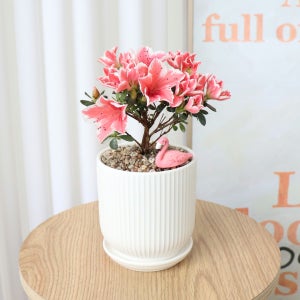 봄 꽃 핑크스타 화분 💐 철쭉 식물 봄맞이, 식물이좋다