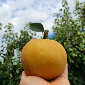 💥배송비 0원💥 신고배 3kg 13,000원대!