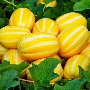 아삭하고 달콤한 성주 특품 꿀 참외 2kg(5-8입)