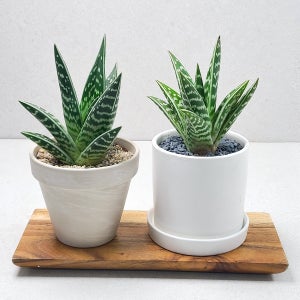 아기자기하고 무늬가 매력적인 천대전금 국내산 흰색 원형화분 1개