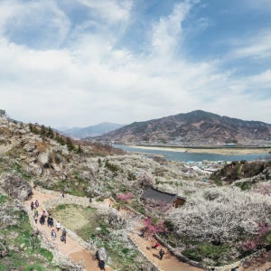 2026 광양매화마을 매화축제 남해 순천 1박2일 기차여행 패키지