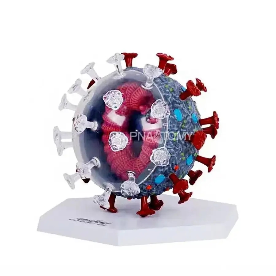 바이러스 구조 모형 과학교구 분자 해부학 사이언스키트 <b>코로나</b> 교보재