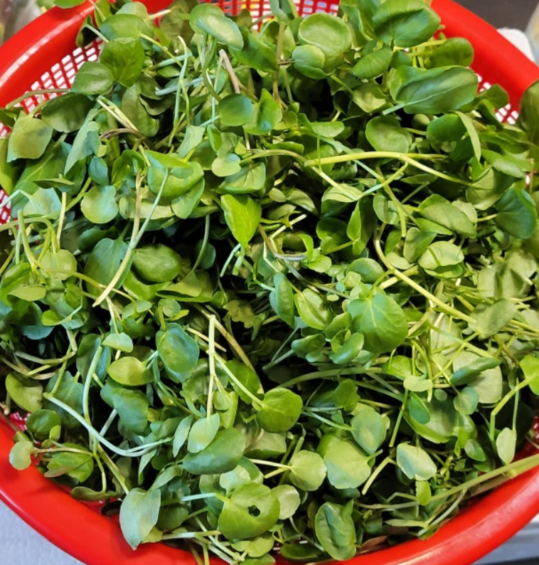 크레숑 300g <b>물냉이</b> 워터크레스 (300g x 2)