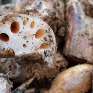 2026년산 유기농 연근 2kg, 시골딸내미