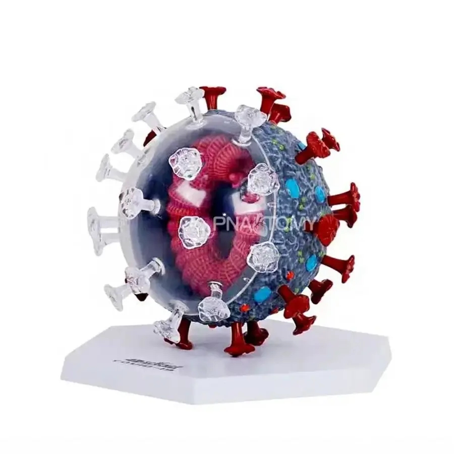 바이러스 구조 모형 과학교구 분자 해부학 사이언스키트 <b>코로나</b> 교보재
