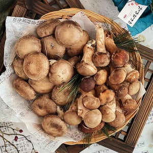 유기농 GAP인증 참송이버섯 표고버섯 반반 1kg