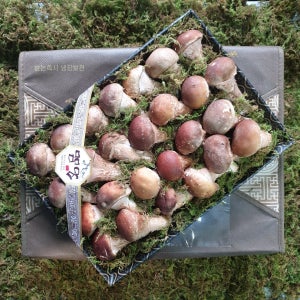 🍄‍🟫[좀 더 귀한분께~]곡성 참송이버섯 선물세트 어버이날, 옥과농원 참송이버섯