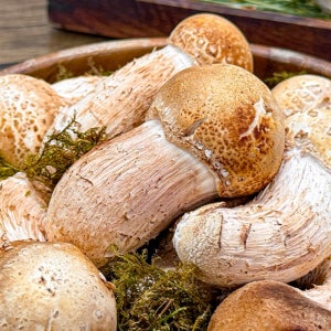 [송이맛 버섯 9900원!!] 무농약 국내산 송이맛 참송이버섯 500g