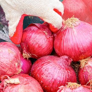 [5kg 9900원+무료배송!!] 무안 황토골 흰양파&자색양파 (만생종)