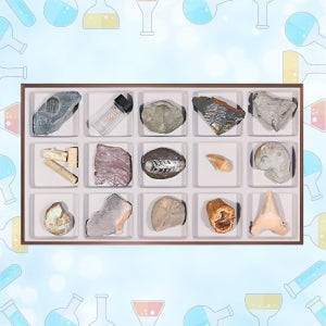 학교 지구과학 수업용 생물화석 관찰세트 화석표본 15종 교육기관 과학인지