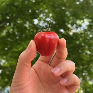 [배송비0원] 반짝이는 보석빛, 루비벨토마토!