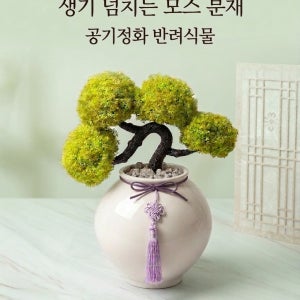 공기정화 스칸디아모스분재  집들이 개업화분 사무실선물, 행복한꽃날