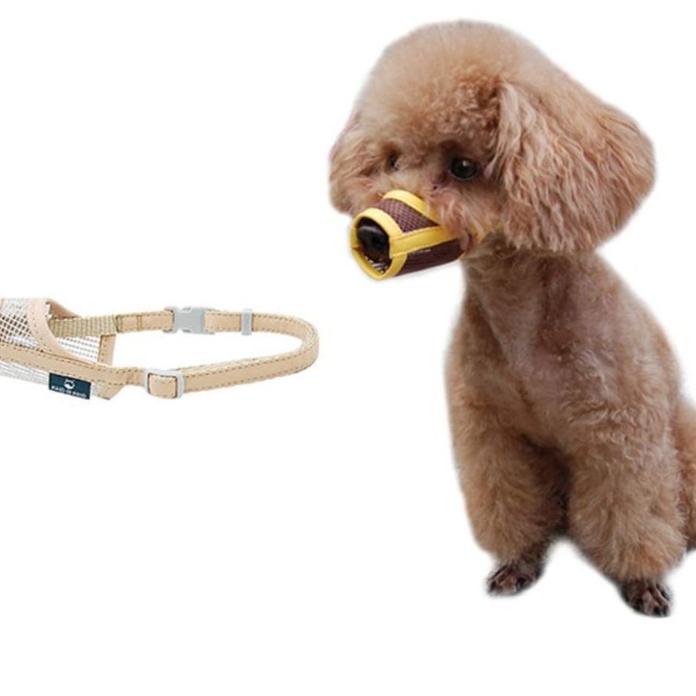 개 훈련 학원 (Dog Training Classes)