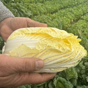 [무료배송] 진도 해풍 맞은 노오란 알배기배추