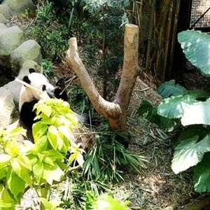 노랑풍선 부산출발 싱가포르 5일 패키지 여행 루지 전일관광 노쇼핑 제주항공 6월17일출발