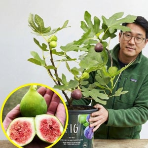 무화과나무 묘목 결실주 80cm 실내외겸용  1개  3년생