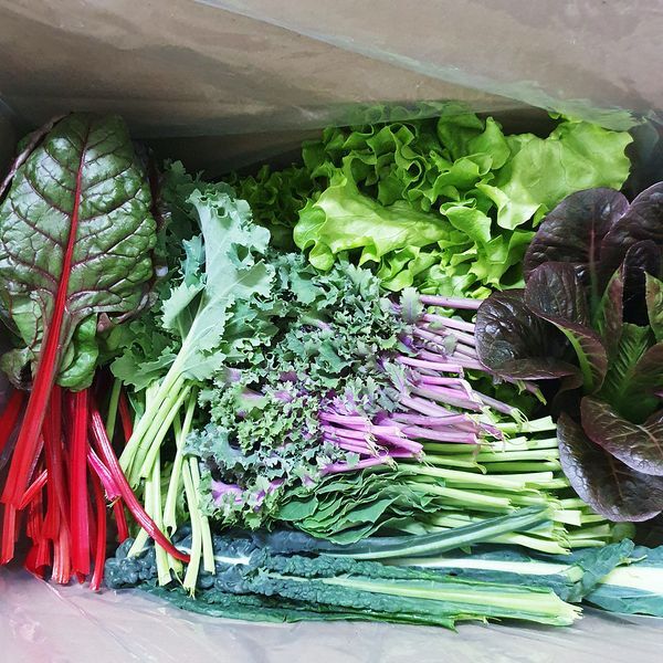 하이원푸드 [하프클럽/훈훈한삼촌]아산 가득팜 모듬쌈채소 400g