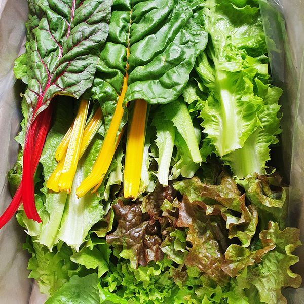 하이원푸드 [하프클럽/훈훈한삼촌]아산 가득팜 모듬샐러드채소 400g