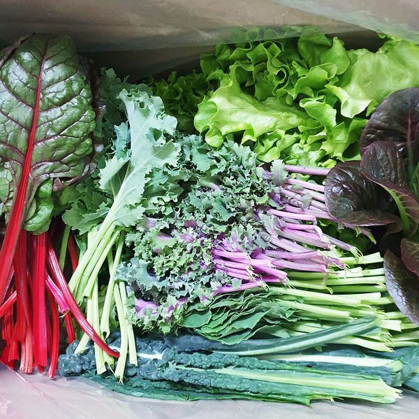 하이원푸드 [하프클럽/훈훈한삼촌]아산 가득팜 모듬쌈채소 800g