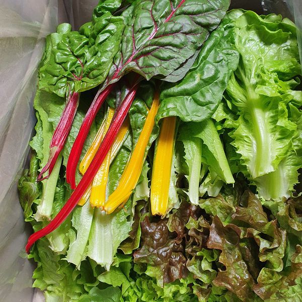 하이원푸드 [하프클럽/훈훈한삼촌]아산 가득팜 모듬샐러드채소 800g