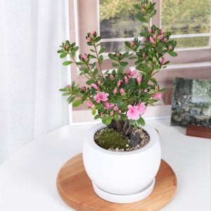 핑크빛 봄꽃 방울기리시마 철쭉 화분 완제품 축하화분, 이케루가든