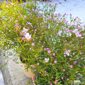 봄꽃추천 봄꽃 봄식물 브로니아피나타 피나타라벤더 화분포함 꽃 나무 공기정화식물