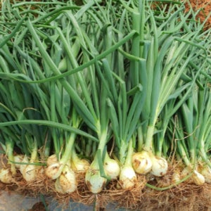 제철 유기농 줄기양파 3kg(김치용 18~24개)