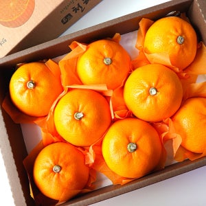 선물용 천혜향 3kg 중과