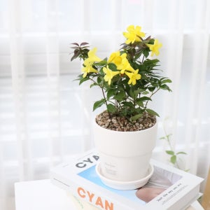 봄 꽃 향기나는 개나리자스민 반려 식물 🌼 화분, 식물이좋다
