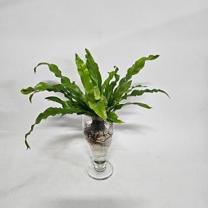 무 배  수경식물 프렌즈 아비스고사리  S  2026 새상품 꽃 나무 공기정화식물