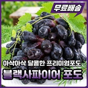 블랙사파이어포도