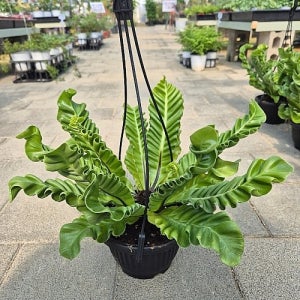 코브라아비스 고사리 행잉 꽃 나무 공기정화식물