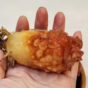 제철 활 멍게 2kg 국내산