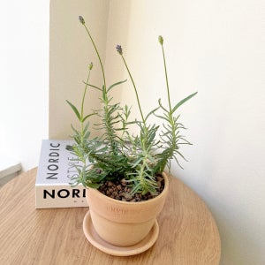 잉글리쉬 라벤더 꽃 향기 허브 베트남토분 소형, 숲속SOOPSOK