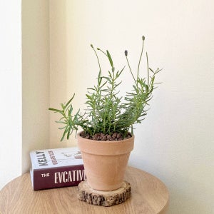 잉글리쉬 라벤더 꽃 향기 허브 이태리토분 소형, 숲속SOOPSOK