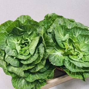 맛있는 봄동비빔밥 필수 재료인 진도 봄동 3kg